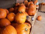 Fall Foliage 2009 031