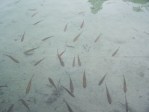 Croatia September 18 thru 26 2009 177
