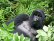 Silverback in Rwanda