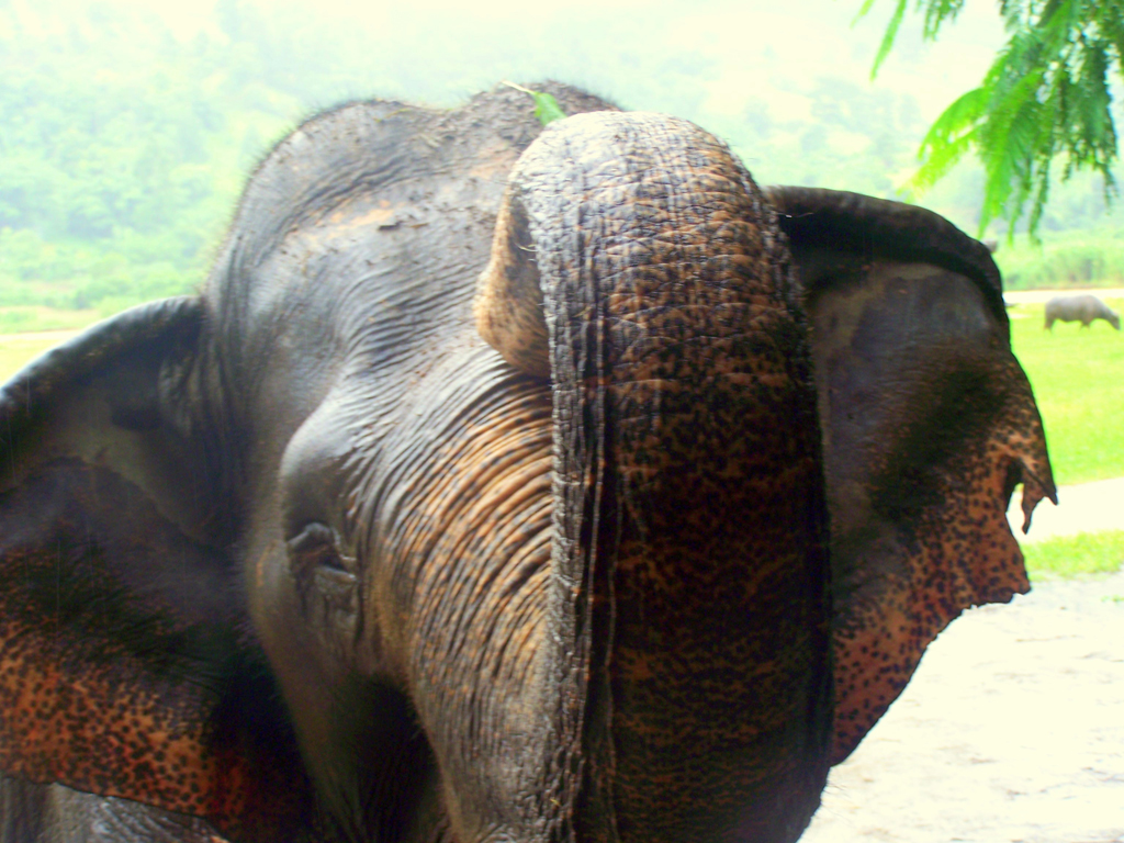 jokia jokia 1024x768 Escape of the Week: Jokia the Elephant