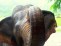 jokia