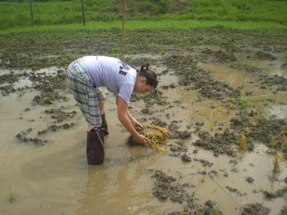 planting grass planting grass Knee deep in mud: the planting grass adventure