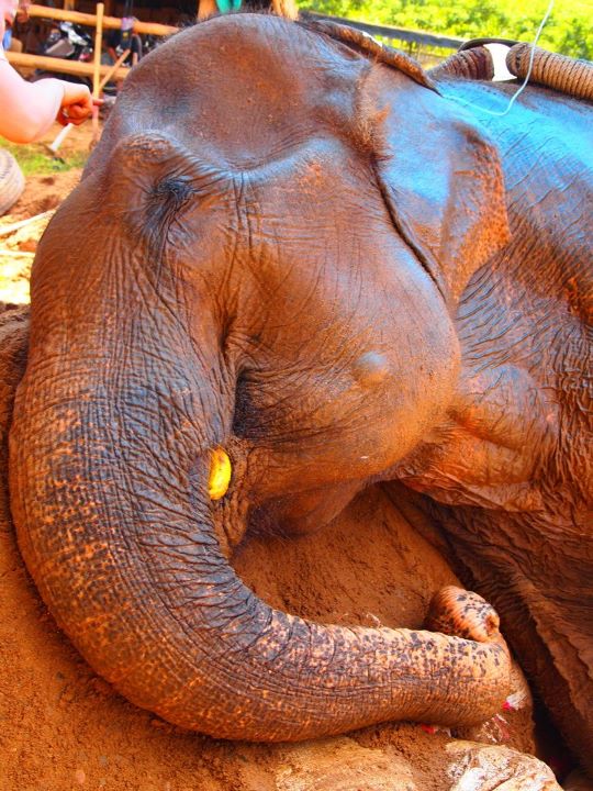 Elephant Nature Park