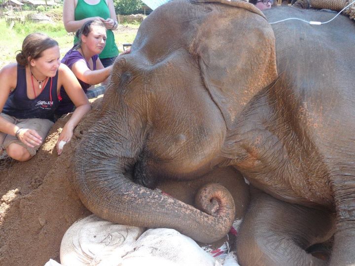 Elephant Nature Park