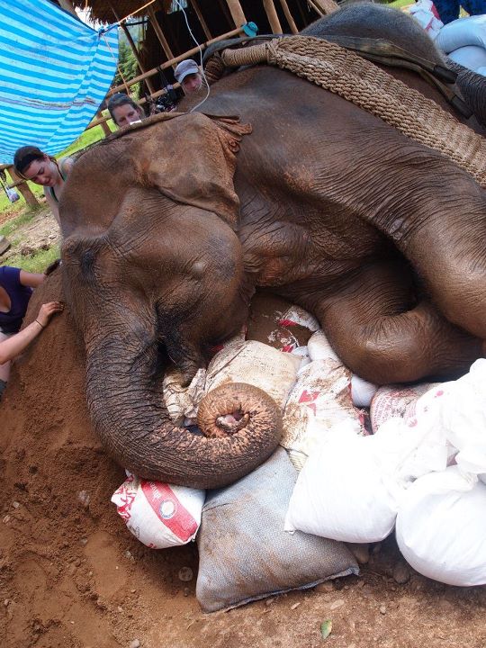 Elephant Nature Park