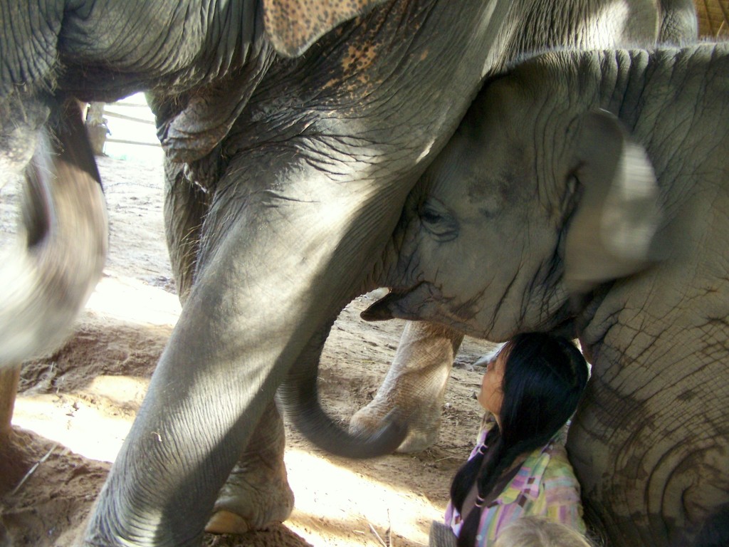 Elephant Nature Park lek2 Que Sera Sera