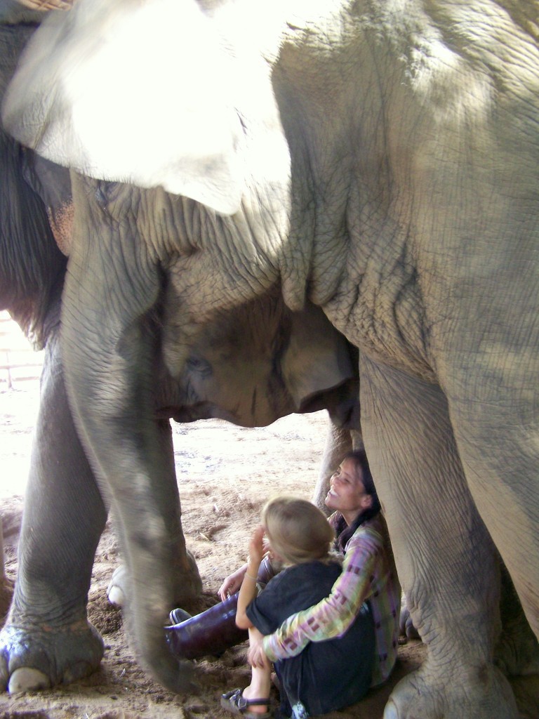 Elephant Nature Park lek4 Que Sera Sera