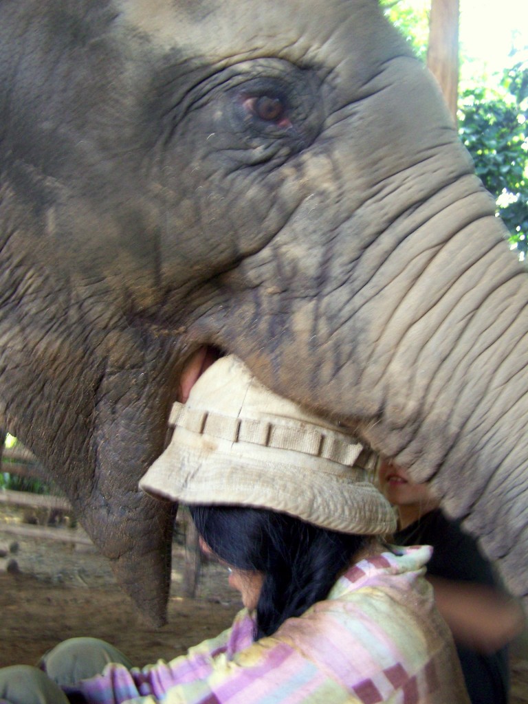 Elephant Nature Park lek7 Que Sera Sera