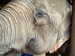 Elephant Nature Park