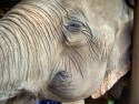 Elephant Nature Park Elephant Nature Park