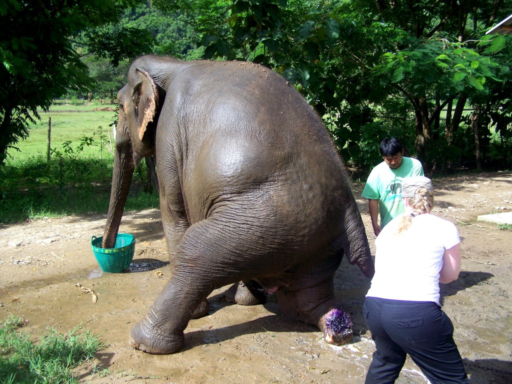 Elephant Nature Park