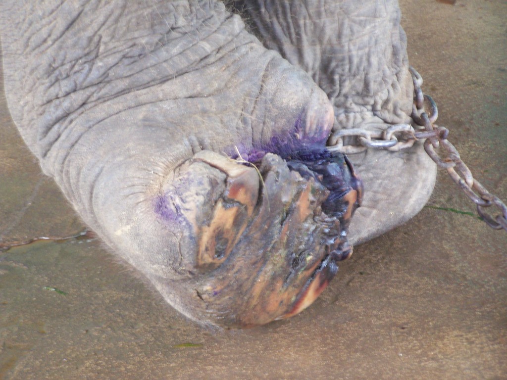 Elephant Nature Park
