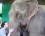Smooching the leathery trunk of Sri Prae.
