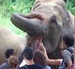 Under the watchful eye of a mahout, visitors place the fruit directly in the elephant's mouth.