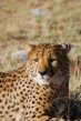 Cheetah Conservation Fund