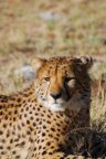 Cheetah Conservation Fund