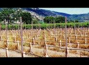 Napa Valley, Peju
