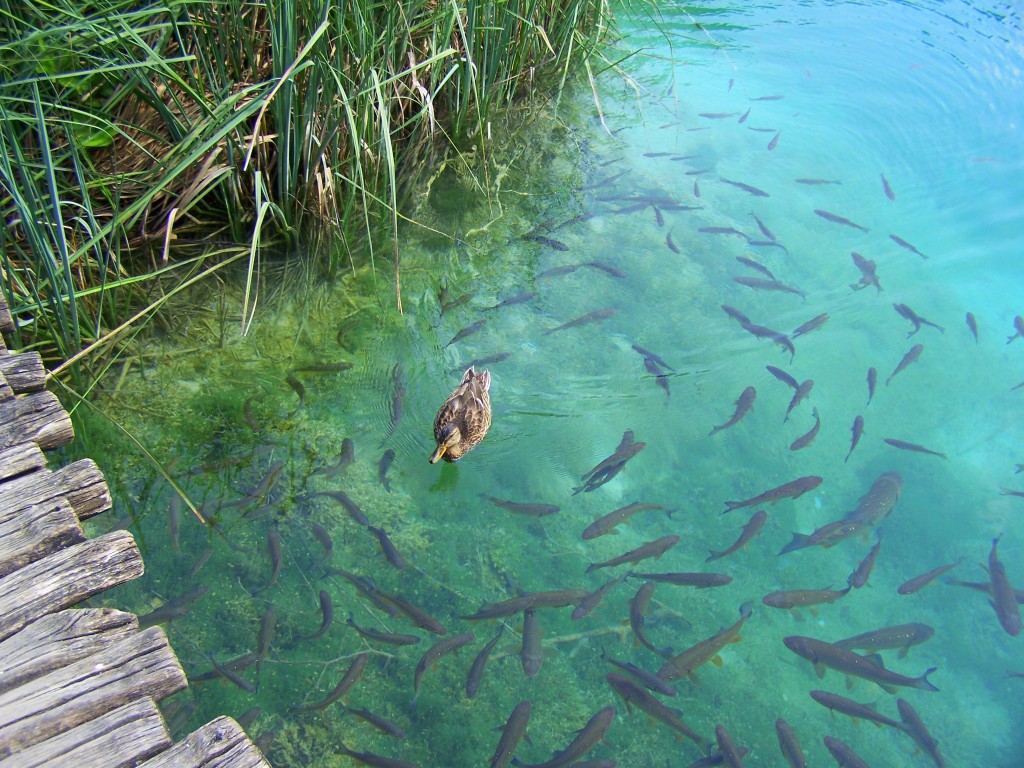 Plitvice Lakes