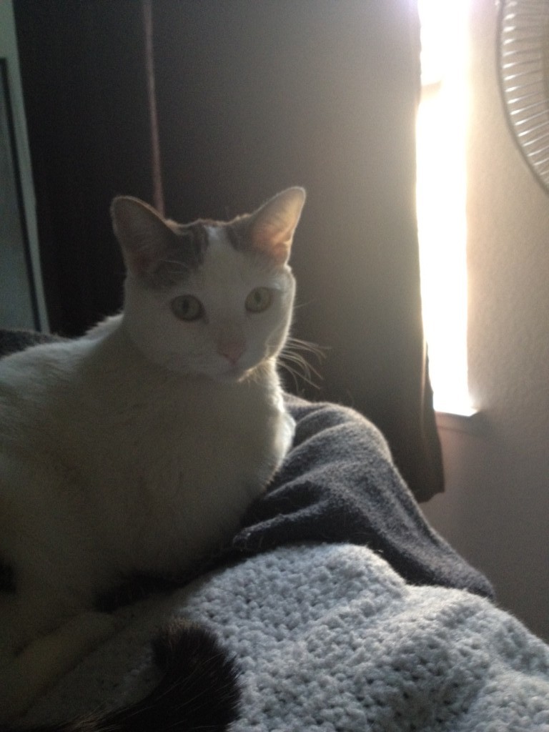 Jezebel