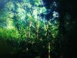 The woods in a Maryland backyard